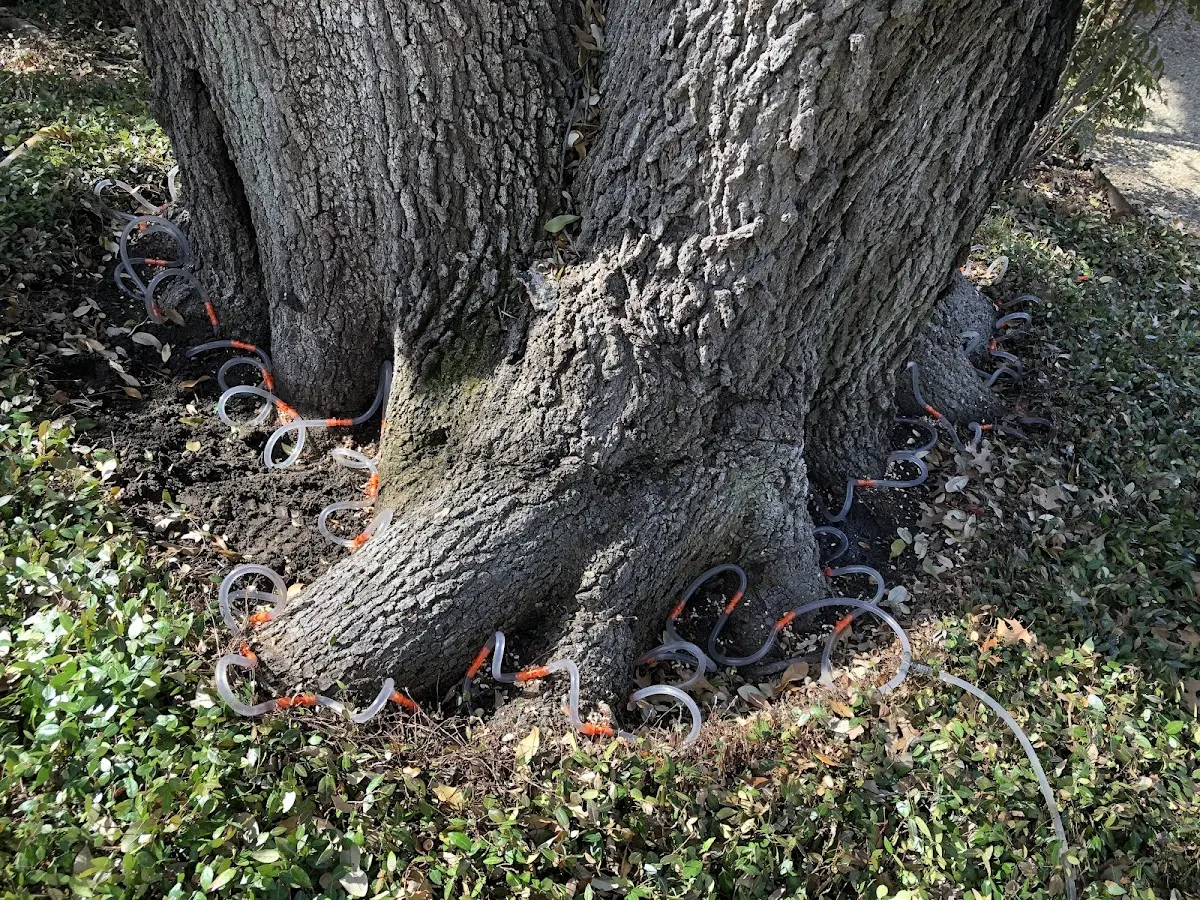 Detailed Tree Cabling and Bracing job site in Frenchville